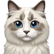 Ragdoll cat sticker