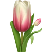tulips sticker