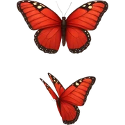 Red Butterfly sticker