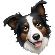 Border collie sticker