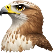 hawk sticker