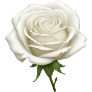 White rose sticker