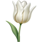 White tulip  sticker