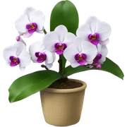phalaenopsis sticker