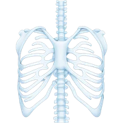 X-ray sticker
