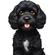 Black cavoodle sticker