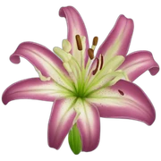 lily sticker