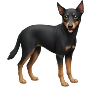Australian kelpie sticker