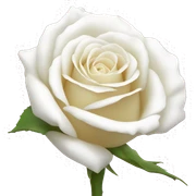 white rose sticker