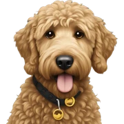 golden doodle black sticker