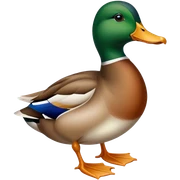 Duck  sticker