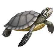grey map turtle sticker