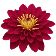 Crimson dahlia sticker