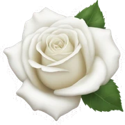 White rose sticker