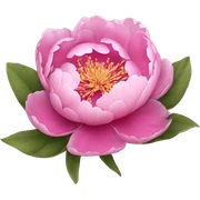Pink peony sticker