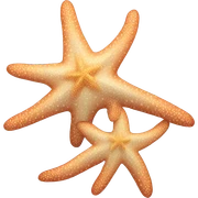 Starfish sticker
