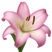 pink lily sticker