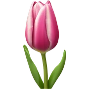 Tulip  sticker