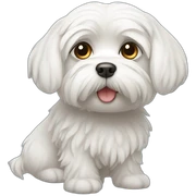Male maltese sticker