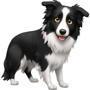 Border collie  sticker