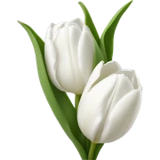 White tulips sticker