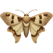 Moth sticker