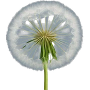 Dandelion  sticker