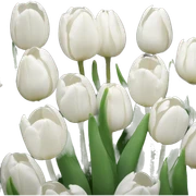White tulips sticker
