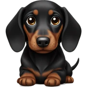Black brown dachshund puppy sticker