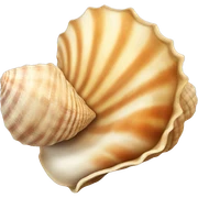 seashell sticker