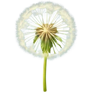 Dandelion  sticker