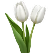 White tulips sticker