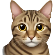 tabby cat sticker
