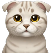 Scottish fold cat sticker