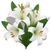 White lilies  sticker