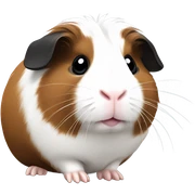 guinea pig sticker