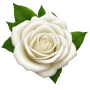 white rose  sticker