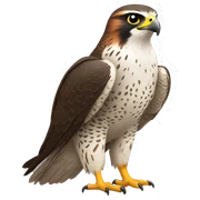 falcon sticker