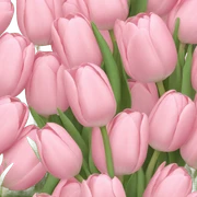 Pale pink bouquet of tulips sticker