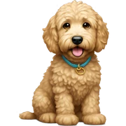 Mini golden doodle  sticker