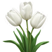 white tulips sticker