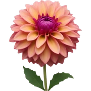 Dahlia sticker