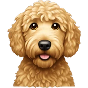 golden doodle sticker