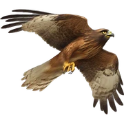 hawk sticker
