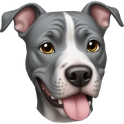 Grey pitbull  sticker
