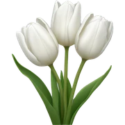 white tulips sticker