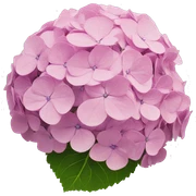 hydrangea sticker