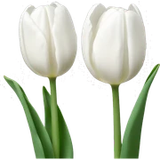 white tulips sticker