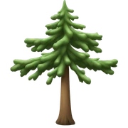  actual white fir christmas tree isolated.  sticker