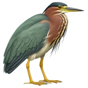 Green heron  sticker